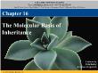 Môn Sinh học - Chapter 16: The molecular basis of inheritance