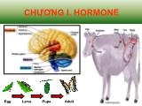 Bài giảng hoá sinh động vật - Chương 1: Hormone