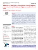 Ảnh hưởng của thidiazuron và ánh sáng đơn sắc trên sự phát triển cụm chồi in vitro cây Hổ trượng căn (Polygonum cuspidatum Sieb et Zucc)