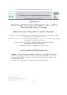 Aspidistra papillata G.Z.Li (Asparagaceae Juss): Loài bổ sung cho hệ thực vật Việt Nam