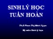 Bài giảng Sinh lý học tuần hoàn - Phan Thị Minh Ngọc