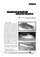 Các loài cá có giá trị bảo tồn trên địa bàn tỉnh Nghệ An