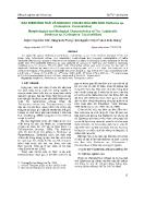 Đặc điểm hình thái và sinh học của bọ rùa đen nhỏ stethorus sp