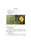 Giáo trình Kỹ thuật trồng cây thuốc (Phần 2)