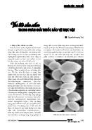 Vai trò của nấm trong phân giải thuốc bảo vệ thực vật