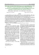 Bảng sống của rệp sáp bột hồng phenacoccus manihoti (matile-Ferrero, 1977) (homoptera: pseudococcidae) nuôi trong phòng thí nghiệm