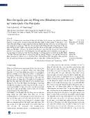 Bảo tồn nguồn gen cây Hồng sim (Rhodomyrtus tomentosa) tại vườn Quốc gia Phú Quốc