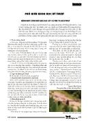 Bệnh khô cành khô quả hại cây cà phê và giải pháp