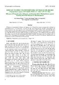 Đánh giá tác động của Propamocarb, Chitosan và dầu mè đến Phytophthora Capsici gây bệnh vàng lá - Chết cây hồ tiêu