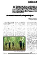 Giải pháp nâng cao năng suất, chất lượng mía hiện nay