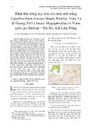 Hình thái nòng nọc loài cóc mày mắt trắng Leptobrachium leucops Stuart, Rowley, Tran, Le & Hoang 2011 (Anura: Megophryidae) ở Vườn quốc gia Bidoup – Núi Bà, tỉnh Lâm Đồng
