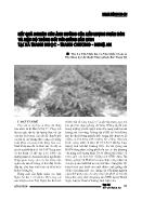 Kết quả nghiên cứu ảnh hưởng của liều lượng phân bón và mật độ trồng đối với giống sắn STB1 tại xã Thanh Ngọc - Thanh chương - Nghệ An