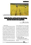 Mô hình trồng thâm canh lúa nước trên ruộng bậc thang bằng phân viên nén dúi sâu tại Quế Phong