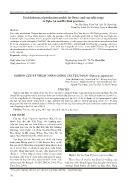 Nghiên cứu kỹ thuật nhân giống cây tục đoạn (dipsacus japonicus)