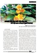 Nghiên cứu sản xuất trà hòa tan từ trà hoa vàng ở Quế Phong