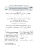 Phlogacanthus geoffrayi Benoist (Acanthaceae): A New Record to the Flora of Viet Nam