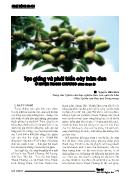 Tạo giống và phát triển cây trám đen ở huyện Thanh Chương (giai đoạn 2)