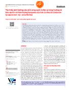 Tìm hiểu ảnh hưởng của ánh sáng xanh lơ lên sự tăng trưởng tế bào quả bì và hàm lượng lycopene của trái cà chua bi (Solanum lycopersicum var. cerasiforme)