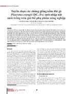 Tuyển chọn các chủng giống nấm đùi gà Pleurotus eryngii (DC.Fr) mới nhập nội nuôi trồng trên giá thể phụ phẩm nông nghiệp